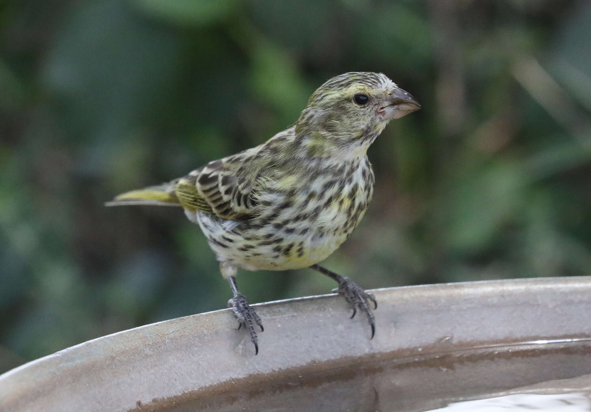 Image of White-bellied Canary