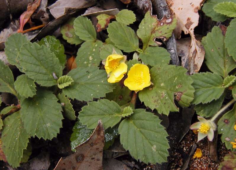 Image of Hibbertia grossulariifolia (Salisb.) Salisb.