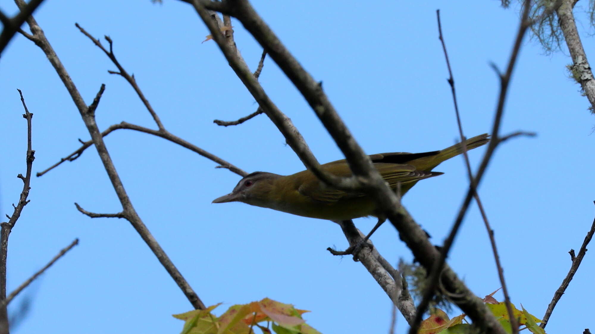 Слика од Vireo flavoviridis (Cassin 1851)