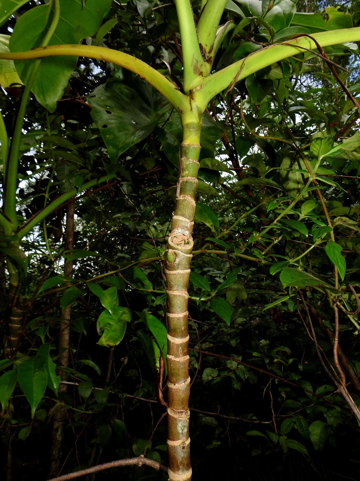 Image of yautia madera