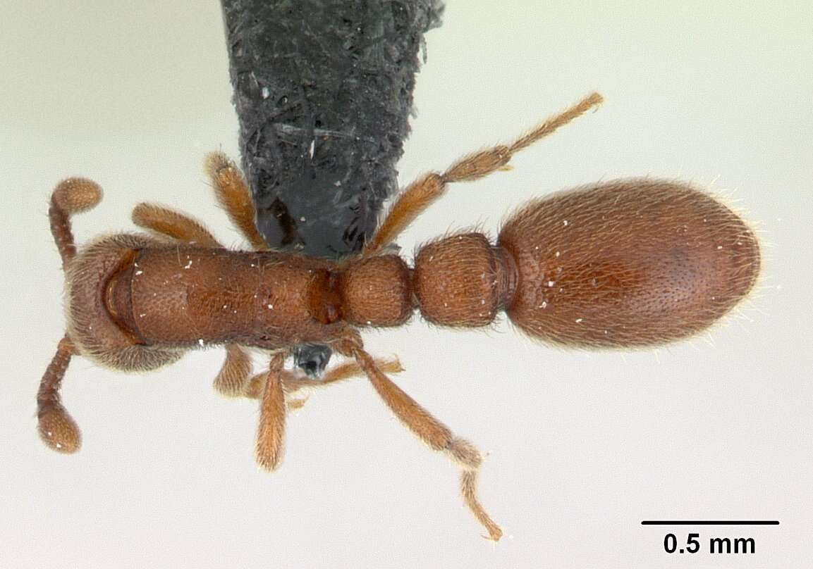 Image of Ant