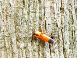 Image of Click beetle