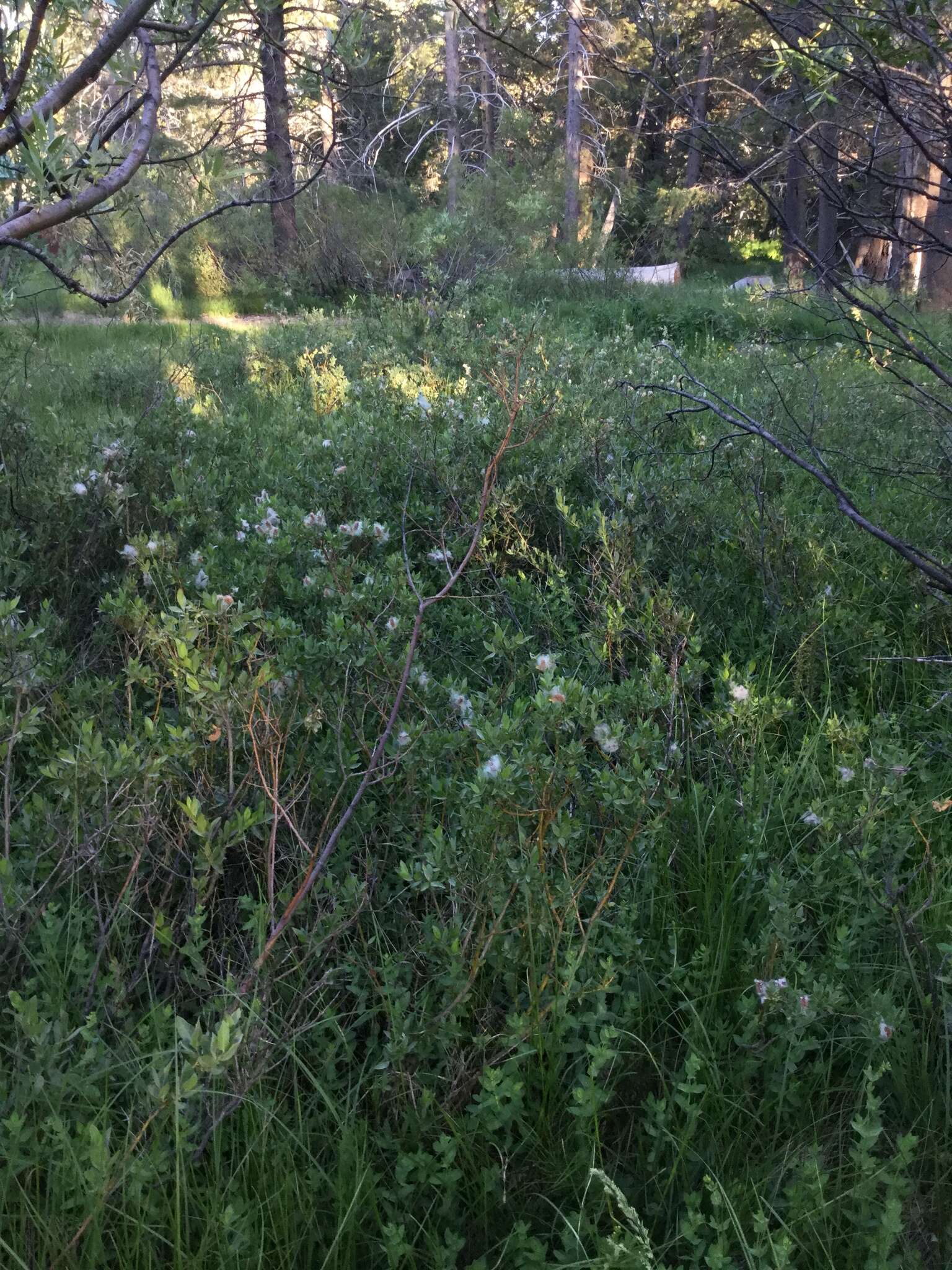 Image of mountain willow