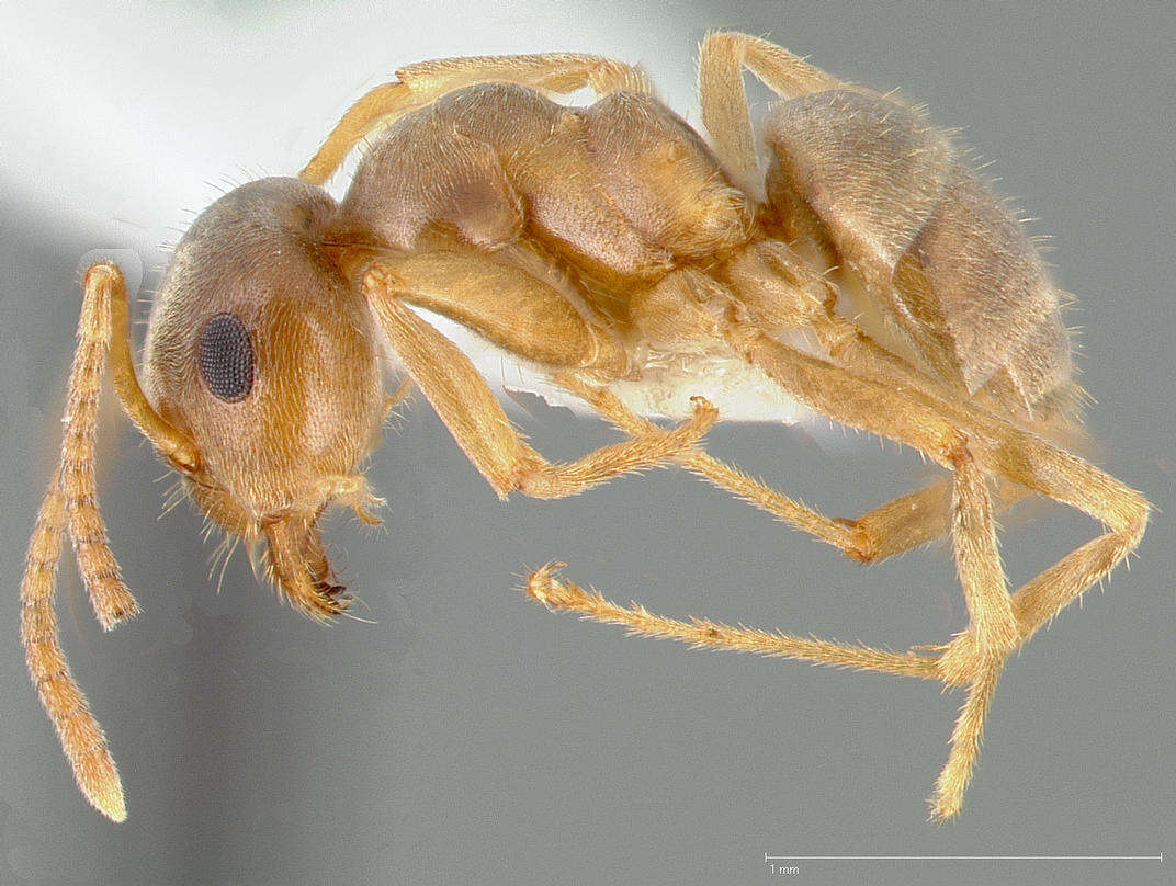 Image de Lasius neoniger Emery 1893