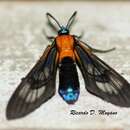 Cosmosoma ignidorsia Hampson 1898的圖片