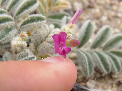 Image of Astragalus lentiginosus var. pseudiodanthus