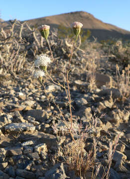 Image of pebble pincushion