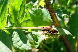 Sivun Echthromorpha intricatoria (Fabricius 1804) kuva