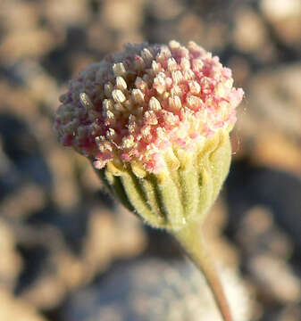 Image of pebble pincushion