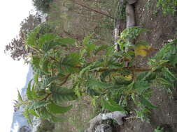 Image of Solanum crinitipes Dun.