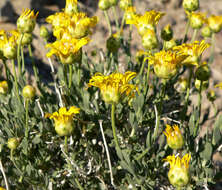 Image of Shockley's goldenhead