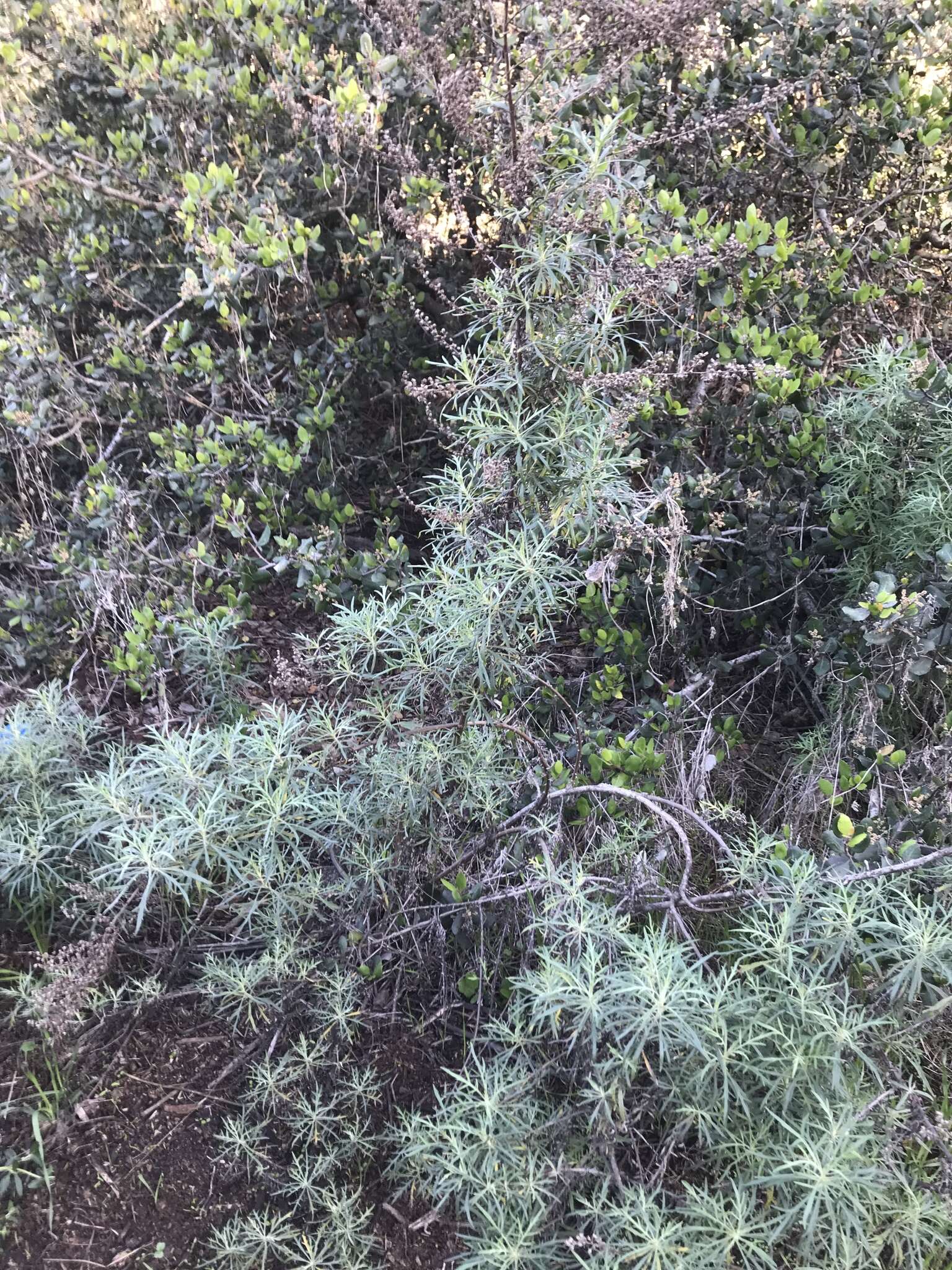 Image of San Diego sagewort