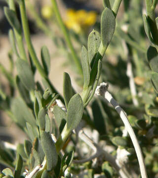 Image of Shockley's goldenhead