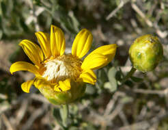 Image of Shockley's goldenhead