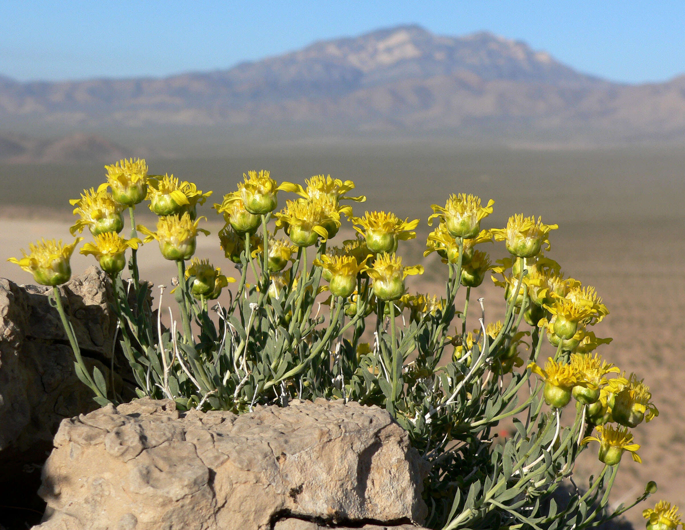 Image of goldenhead