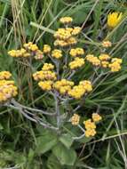 Image of Helichrysum platypterum DC.