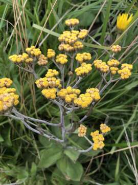 Imagem de Helichrysum platypterum DC.