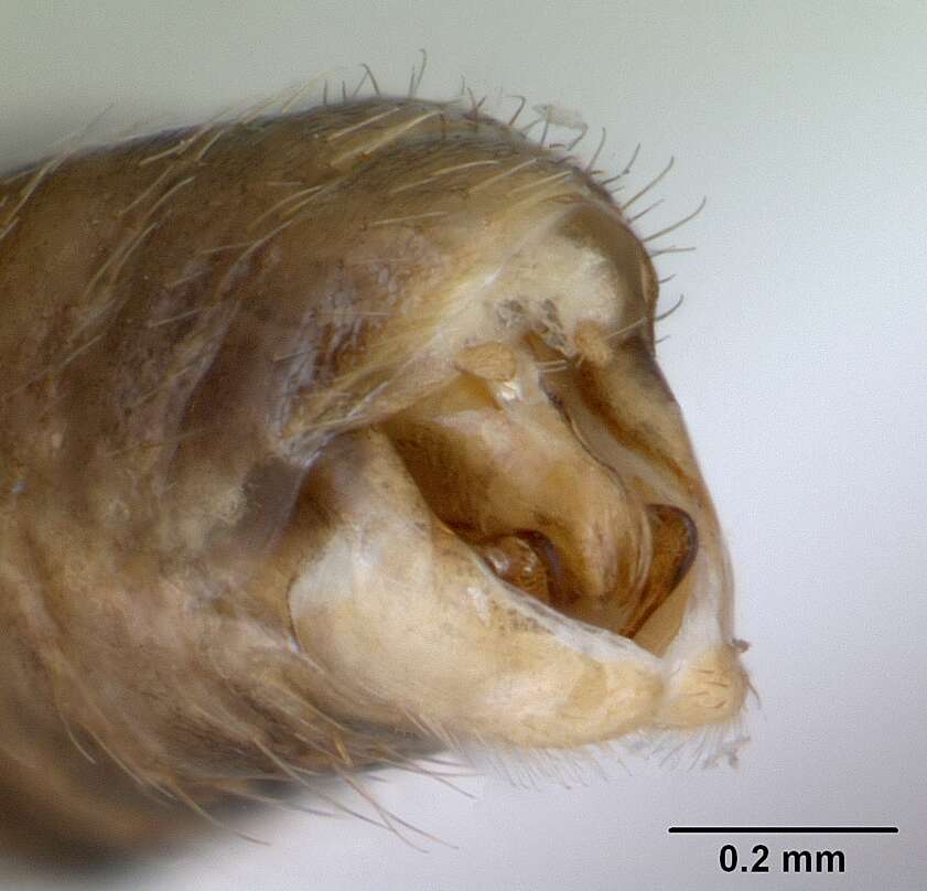 Cephalotes maculatus (Smith 1876) resmi