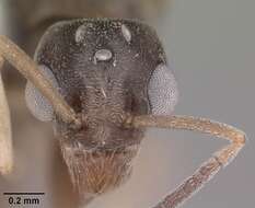 Image of Odorous House Ant