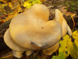 Imagem de Pleurotus cornucopiae (Paulet) Rolland 1910