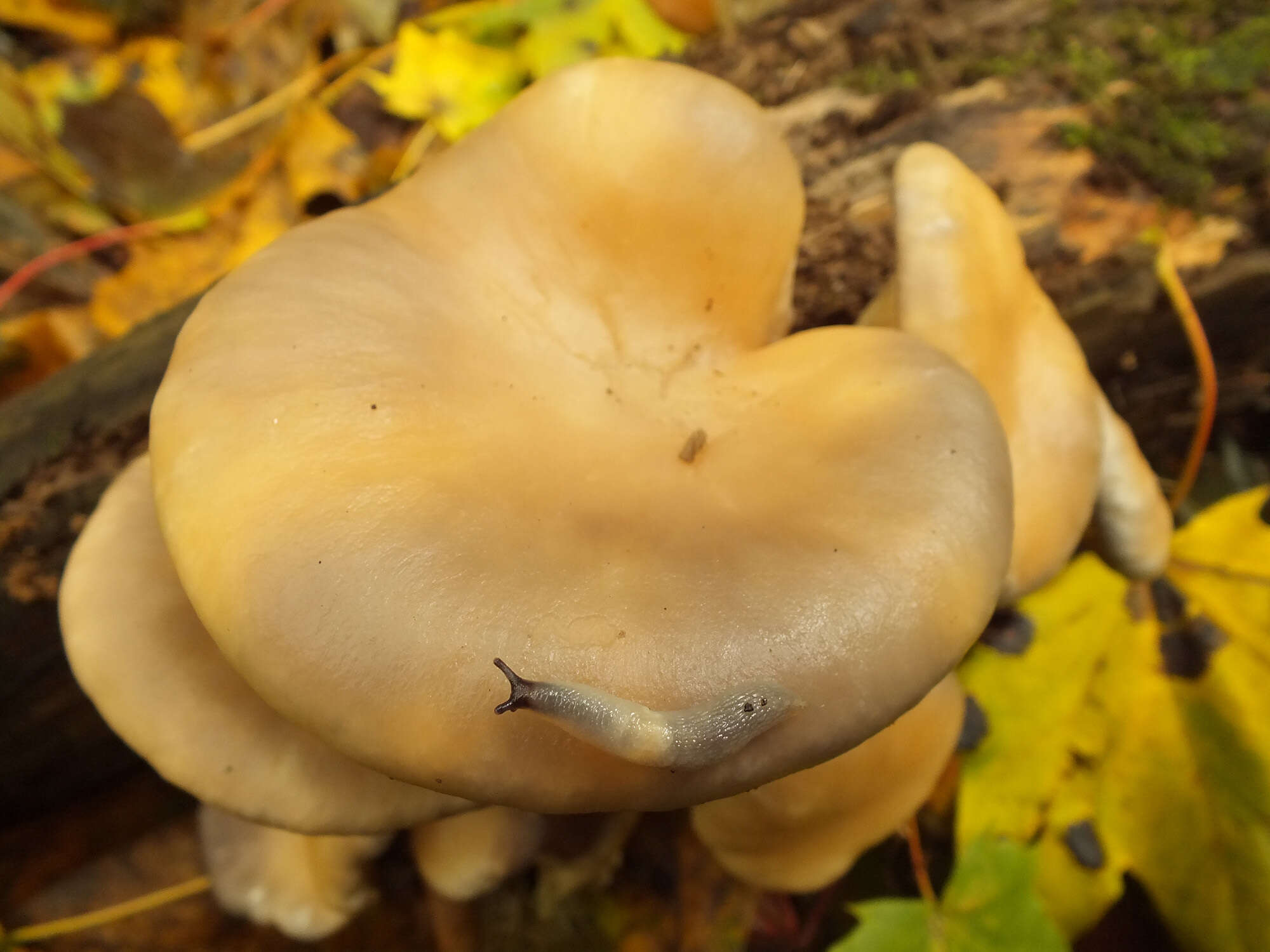 Image of Branched Oyster Mushroom