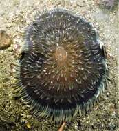 Image of Adhesive sea anemone