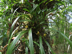 Image of Maxillaria variabilis Bateman ex Lindl.