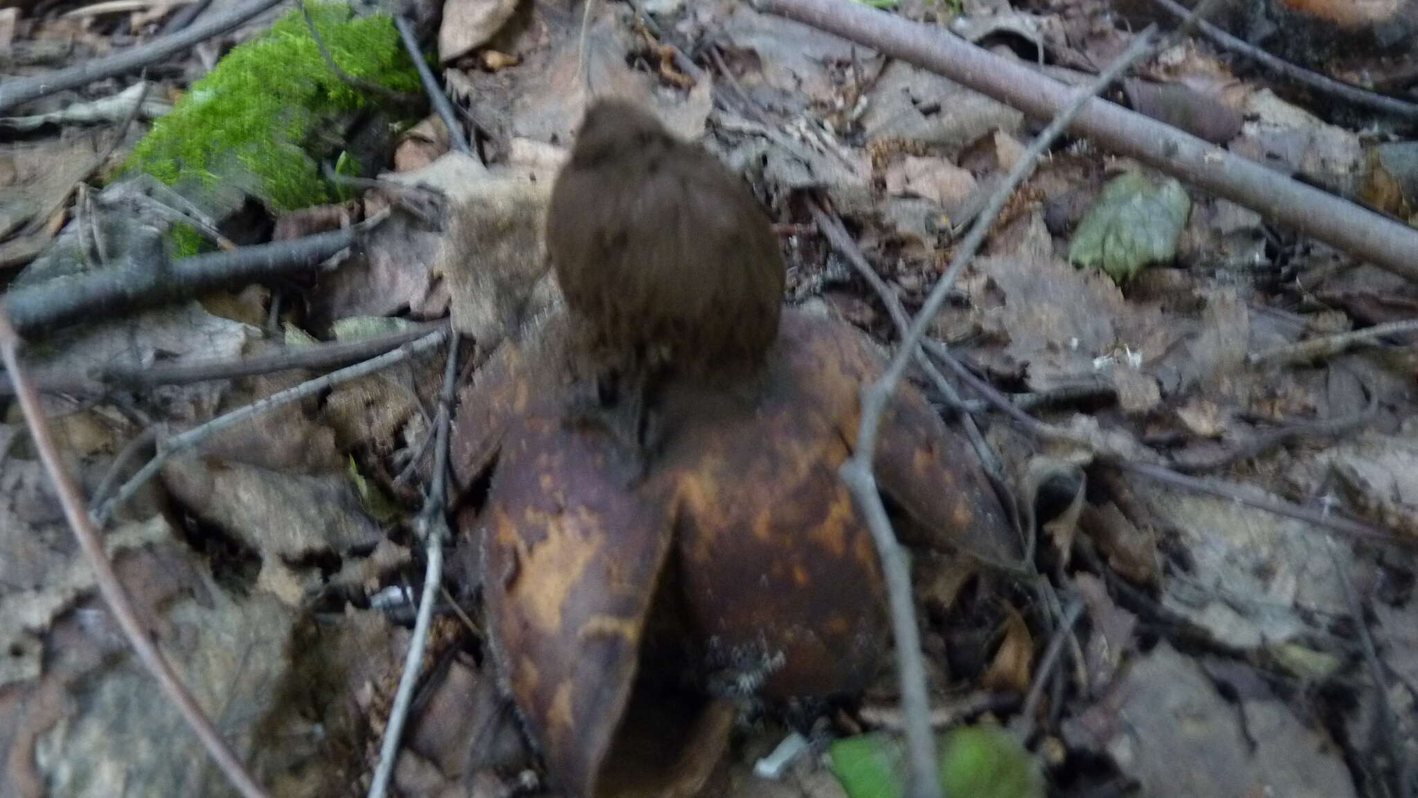 Image of Geastrum melanocephalum (Czern.) V. J. Staněk 1956