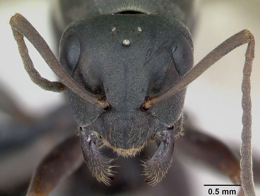 Image of Negro ant