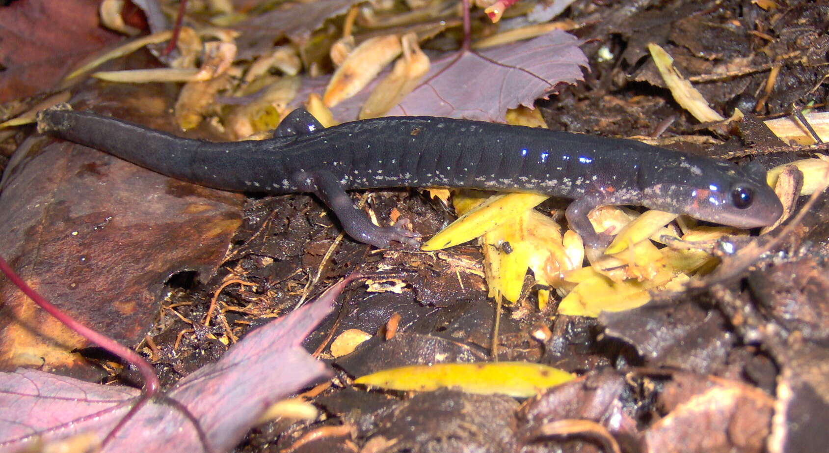 Image of Jordan's Salamander