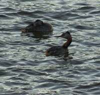 Image of Podiceps major navasi Manghi 1984