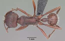 Image of Florida Harvester Ant