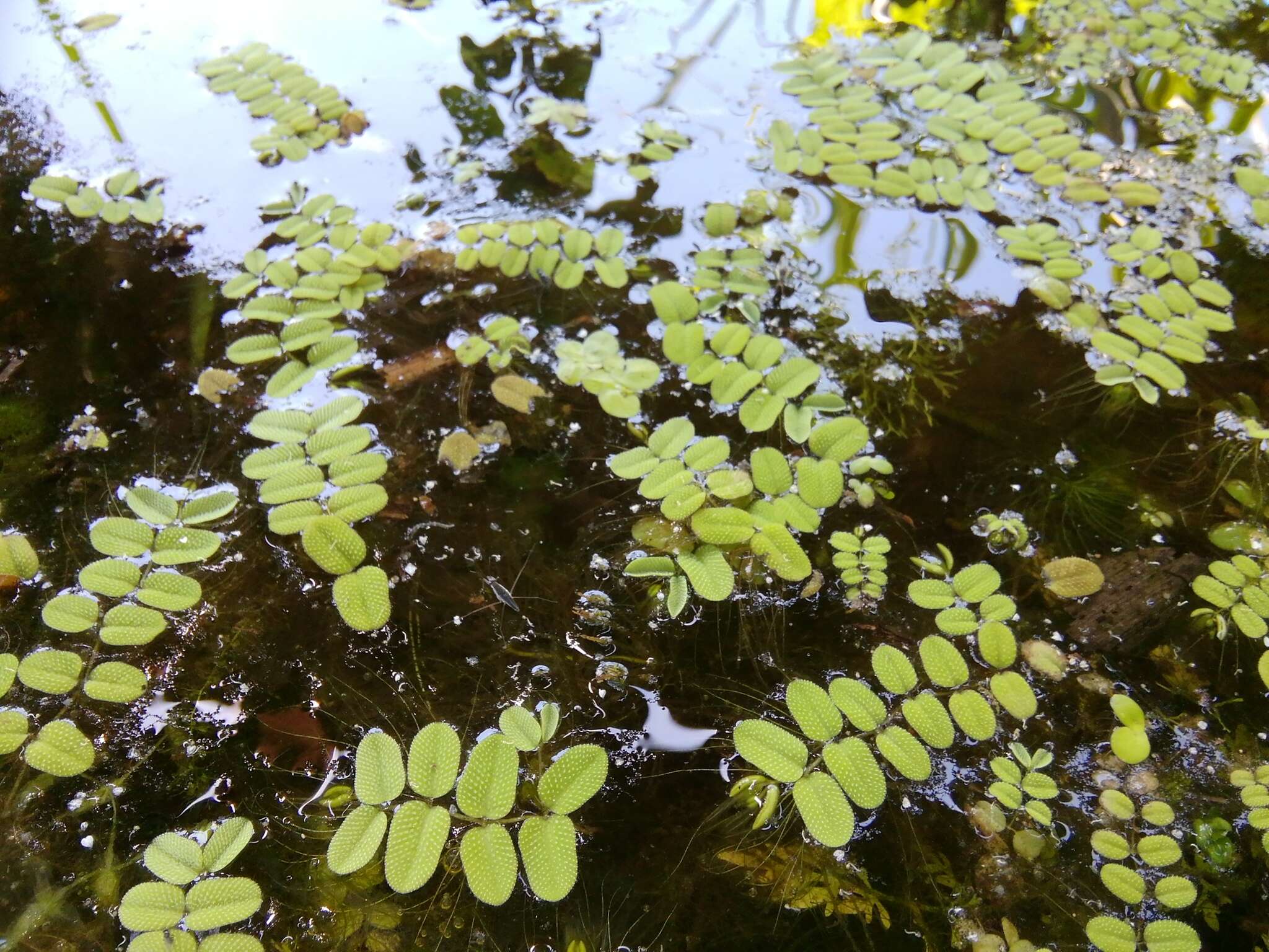 Image of floating watermoss