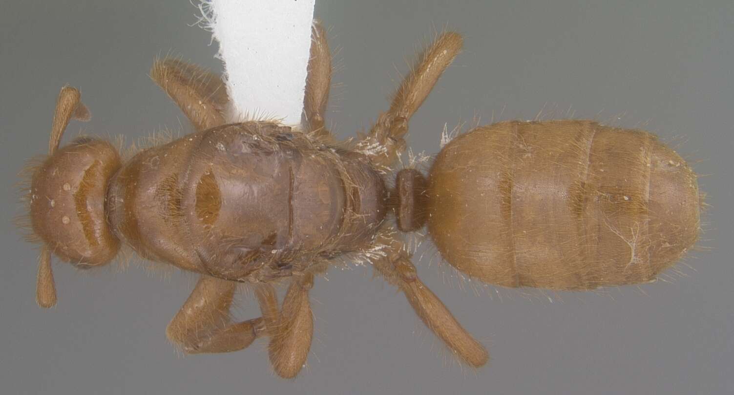 Image de Lasius latipes