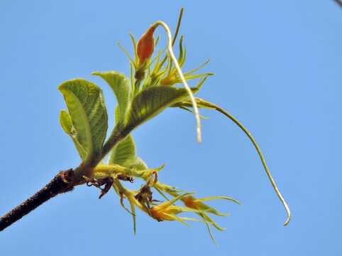 Plancia ëd Strophanthus kombe Oliv.