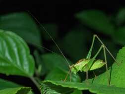 Image of speckled bush-cricket