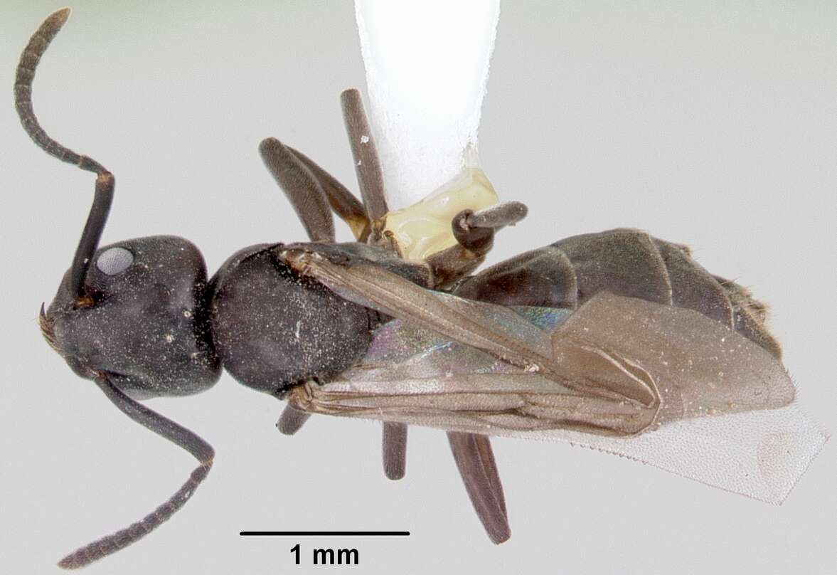 Image of Odorous House Ant