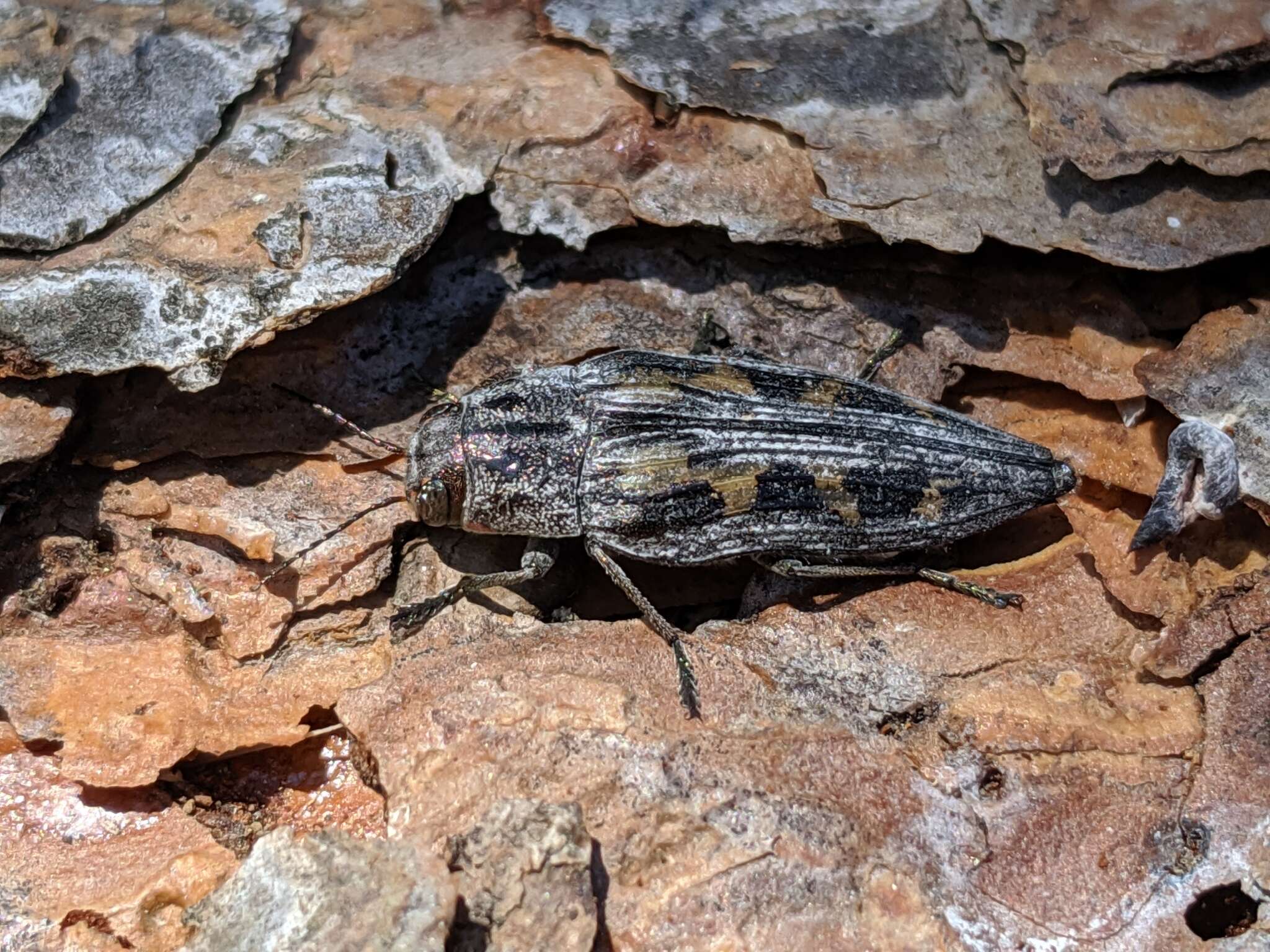 Image of Buprestis laeviventris (Le Conte 1857)