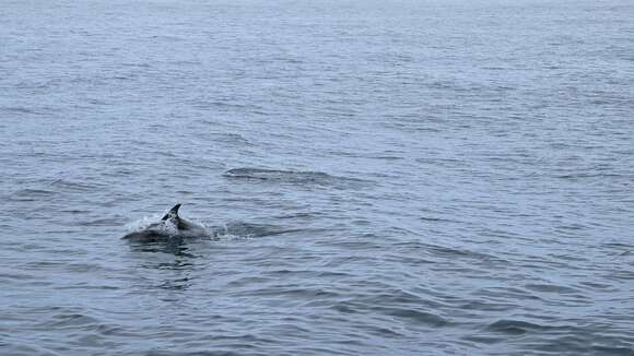 Image of White-beaked Dolphin