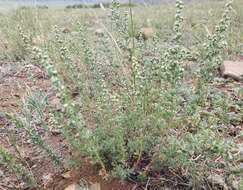 Image of Artemisia obtusiloba Ledeb.