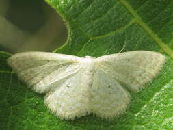 Image de Idaea litigiosaria Boisduval 1840