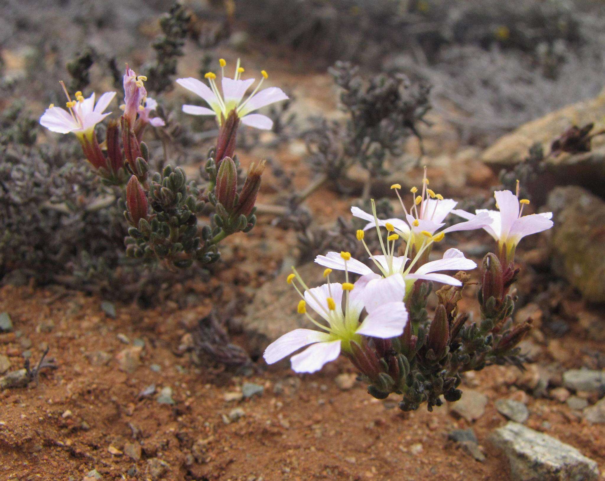 Image of Frankenia chilensis Presl