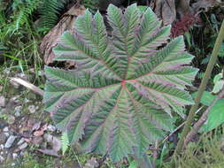 صورة Gunnera brephogea Linden & Andre