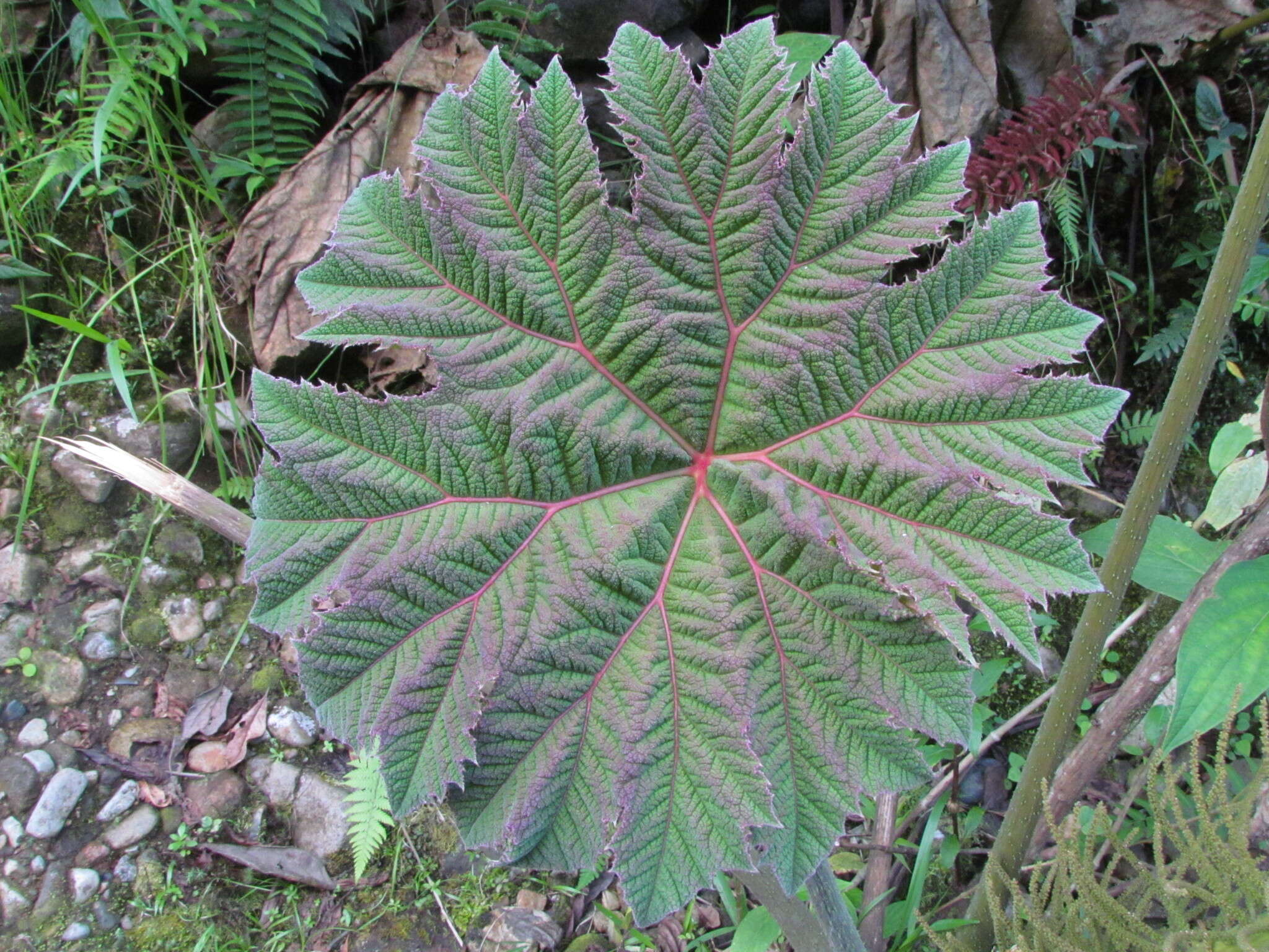 صورة Gunnera brephogea Linden & Andre