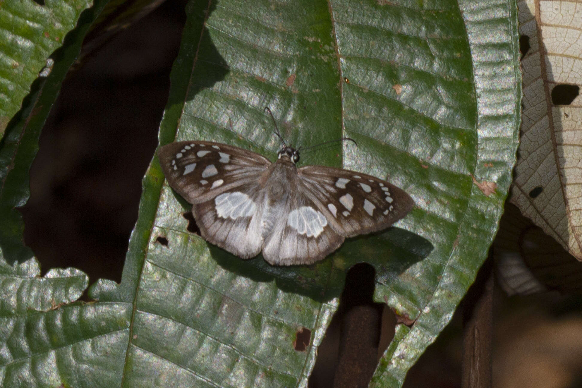 Hyalothyrus leucomelas Geyer 1832 resmi