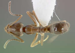 Image of Argentine Ant