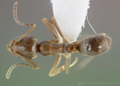 Image of Argentine Ant