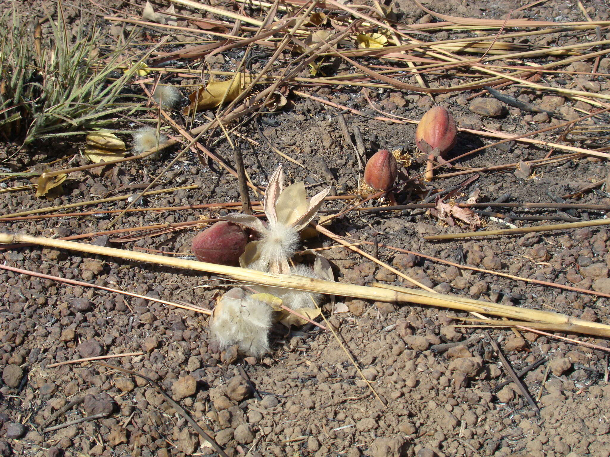 Imagem de Cochlospermum tinctorium Perr. ex A. Rich.