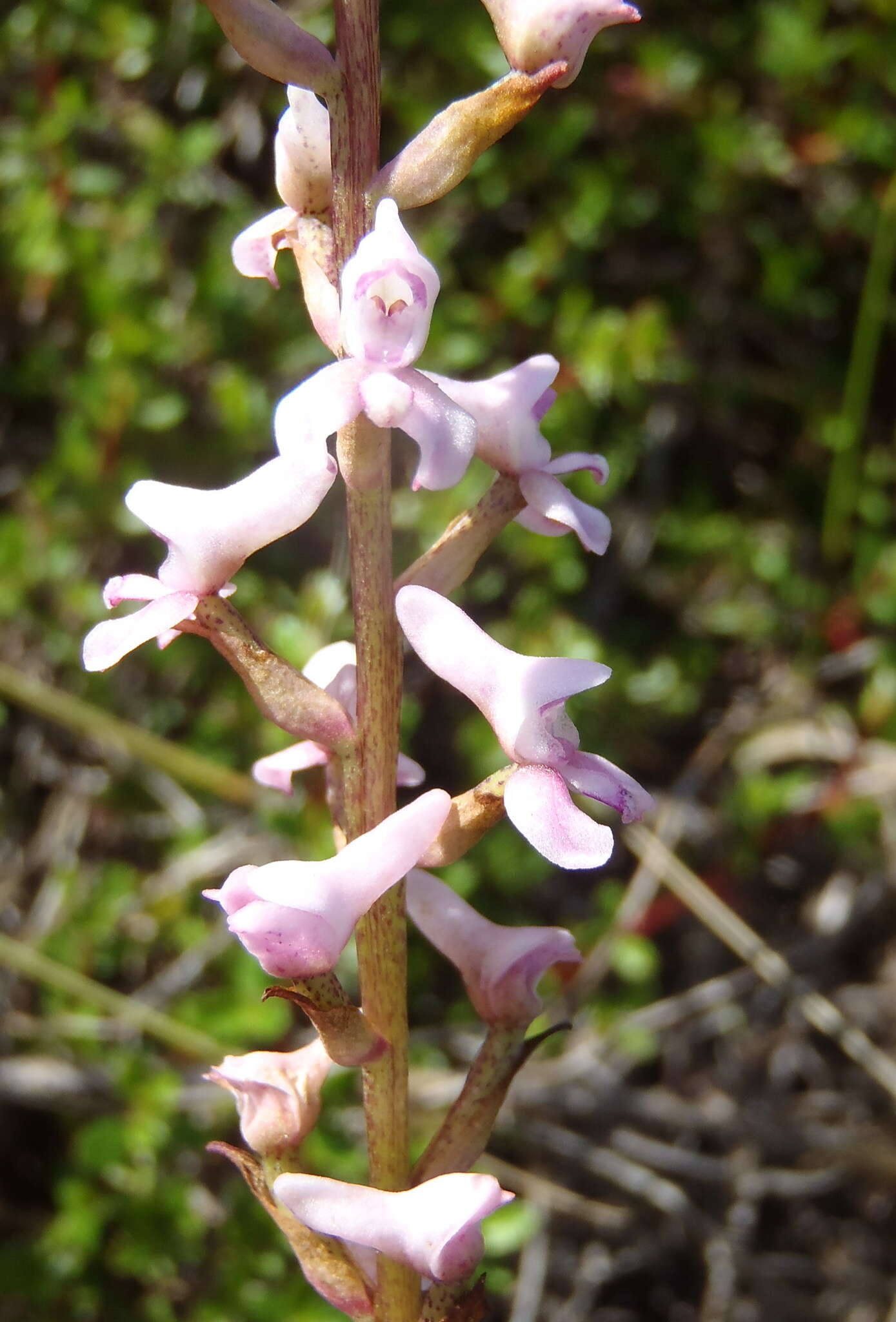 Image of Disa aconitoides subsp. aconitoides