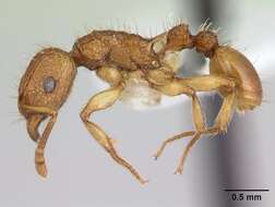 Image of Ant